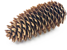 Grankotte